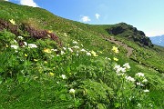 22 Estese fioriture di anemone narcissino, pulasatilla alpina sulfurea, erica...